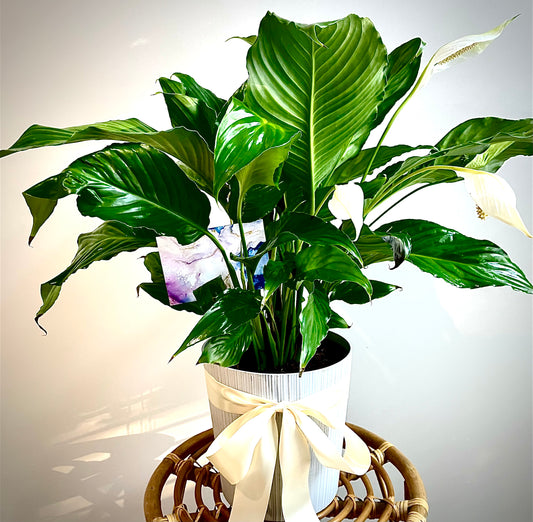 Peace Lily Plant